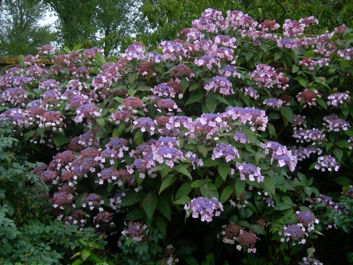 Hortensia villosa