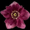 Helleborus Jaëlla