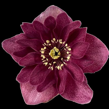 Helleborus Jaëlla