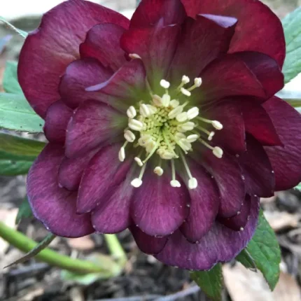 Helleborus Jaëlla