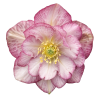 Helleborus Jska