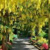 Laburnum anagyroides
