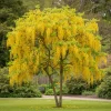 Laburnum anagyroides