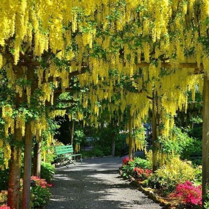Laburnum anagyroides
