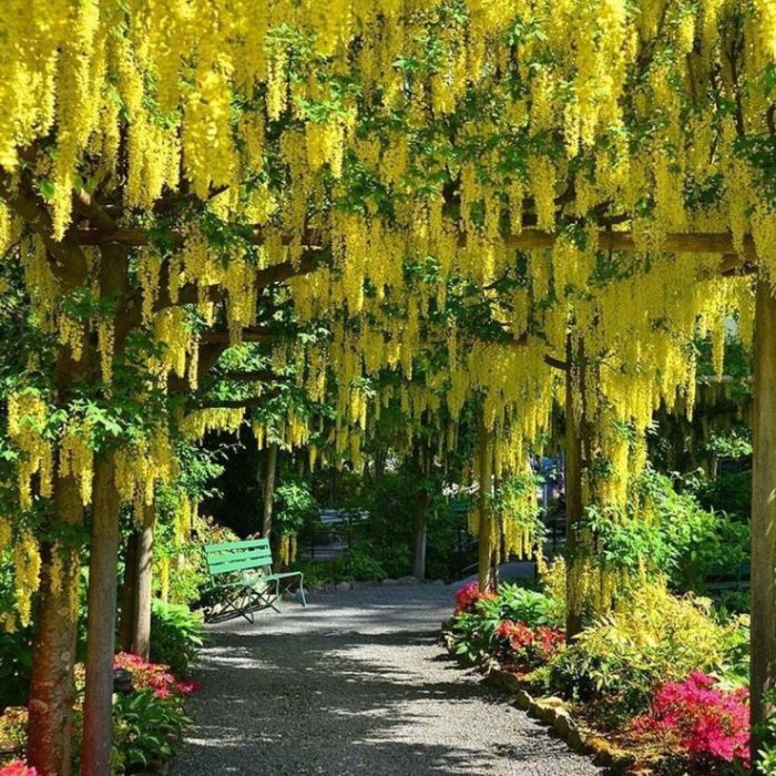 Laburnum anagyroides