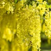 Laburnum anagyroides