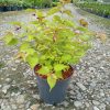 Leycesteria formosa GOLDEN LANTERNS