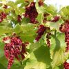 Leycesteria formosa GOLDEN LANTERNS