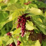 Leycesteria formosa GOLDEN LANTERNS