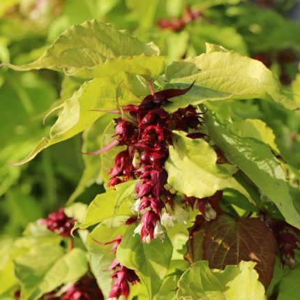 Leycesteria formosa GOLDEN LANTERNS