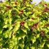 Leycesteria formosa GOLDEN LANTERNS