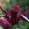 Magnolia 'Black Beauty'