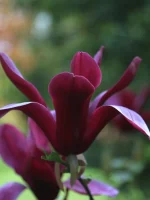 Magnolia 'Black Beauty'
