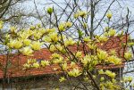 Magnolia Butterflies