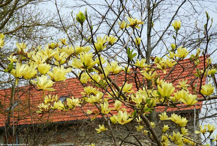 Magnolia Butterflies