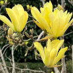 Magnolia Butterflies