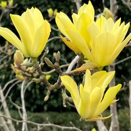 Magnolia Butterflies