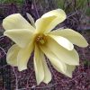 Magnolia 'Gold Star'