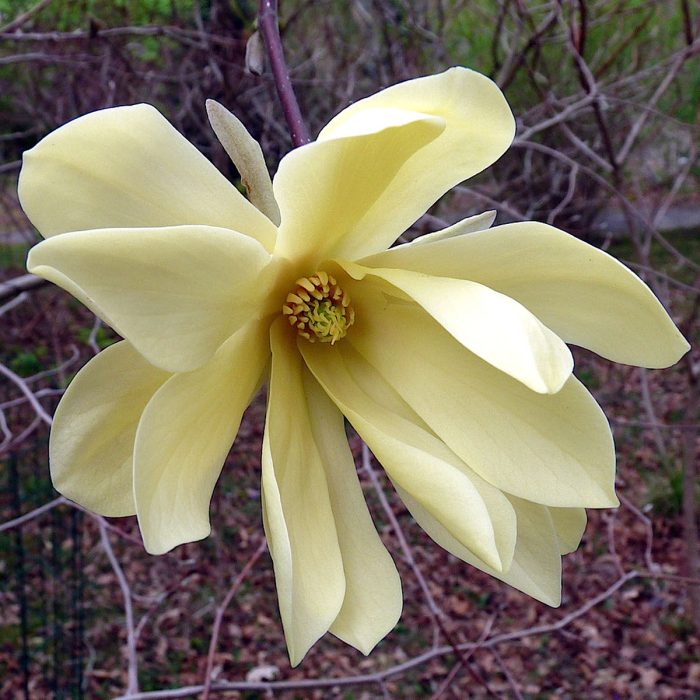 Magnolia 'Gold Star'