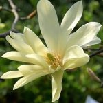 Magnolia 'Gold Star'