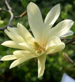 Magnolia 'Gold Star'