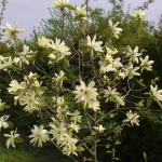 Magnolia 'Gold Star'