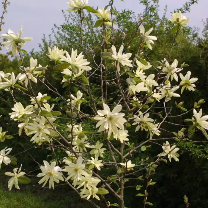 Magnolia 'Gold Star'
