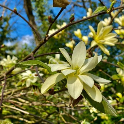 Magnolia 'Gold Star'