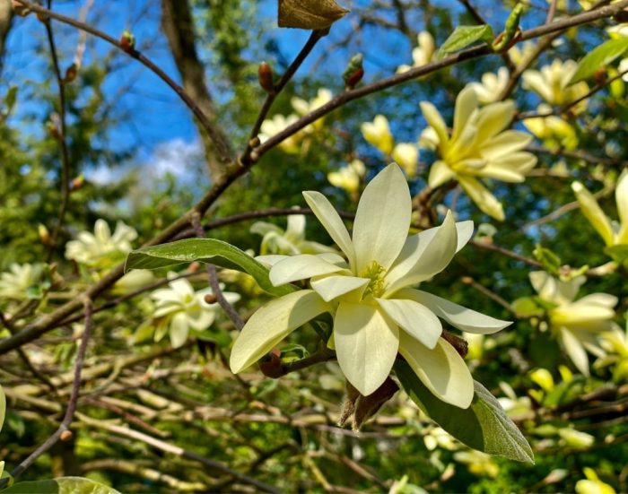 Magnolia 'Gold Star'