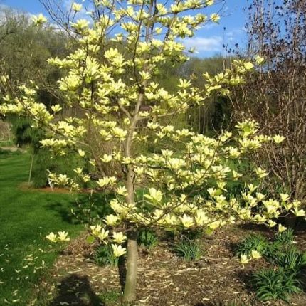 Magnolia 'Sunburst'