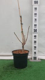 Magnolia 'Sunsation'-C 7.5 -livrarea din aprilie - imagine 3