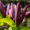 Magnolia 'Black Beauty'