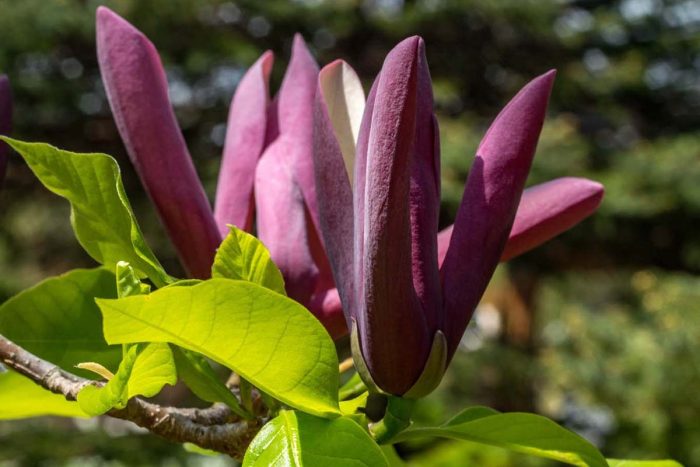 Magnolia 'Black Beauty'