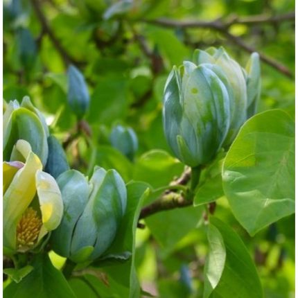 magnolia-acuminata-blue opal