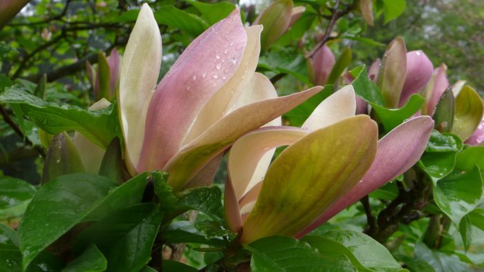 Magnolia brooklynensis 'Woodsman'
