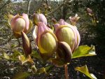 Magnolia brooklynensis 'Woodsman'