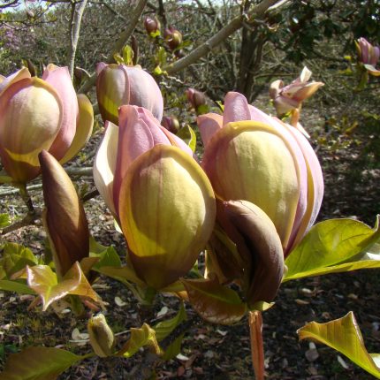 Magnolia brooklynensis 'Woodsman'
