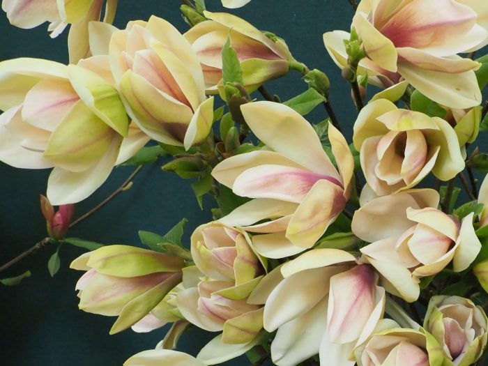 Magnolia brooklynensis 'Woodsman'