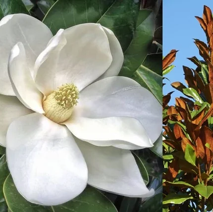 Magnolia grandiflora 'Ferruginea'