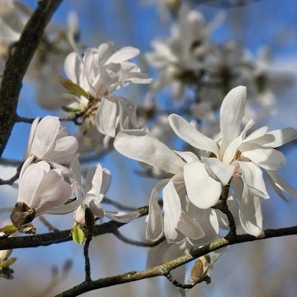Magnolia loebneri 'Merrill'