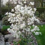 Magnolia loebneri 'Merrill'