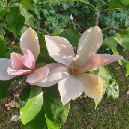 Magnolia brooklynensis 'Eva Maria'