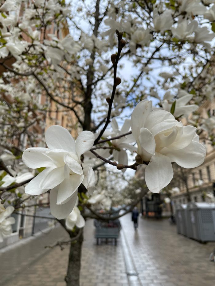Magnolia loebneri 'Merrill'