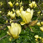 Magnolia 'Sunburst'