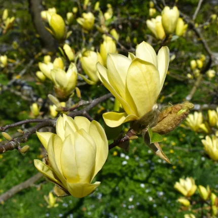Magnolia 'Sunburst'