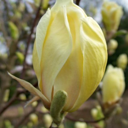 Magnolia 'Yellow Lantern'