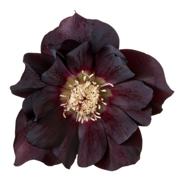 Helleborus Manon