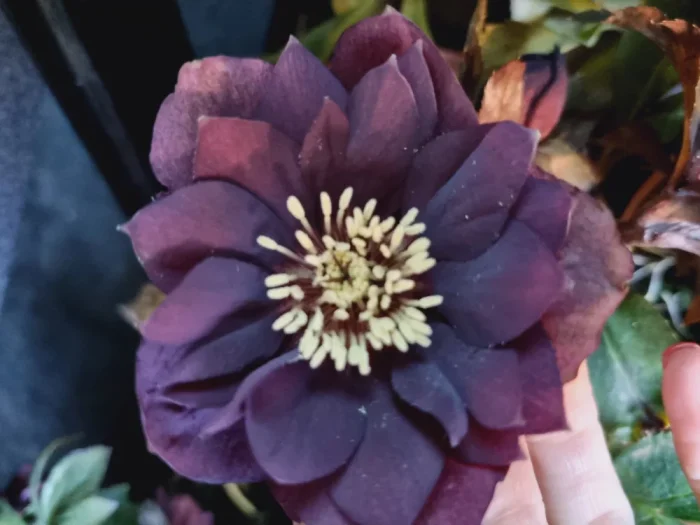 Helleborus Manon