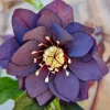 Helleborus Manon
