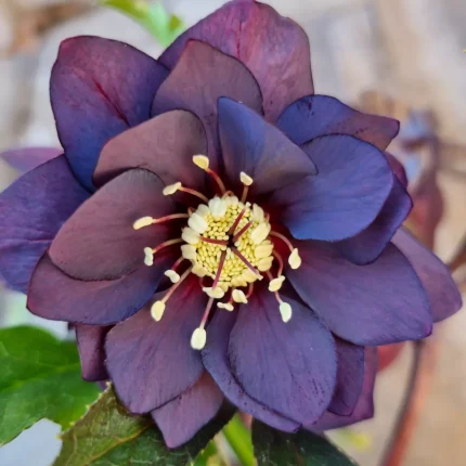 Helleborus Manon